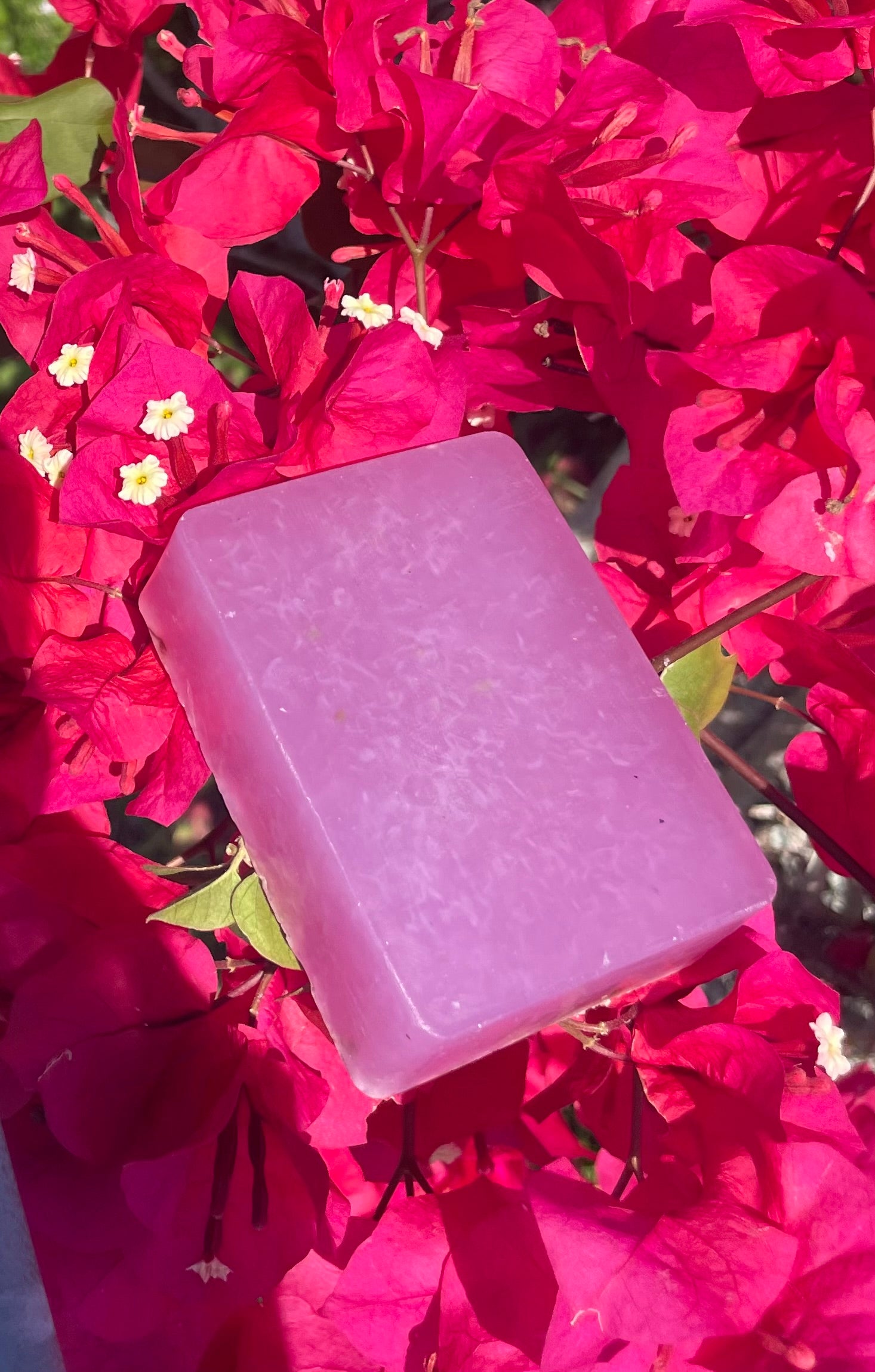 AloeVera and Red Rose Petal